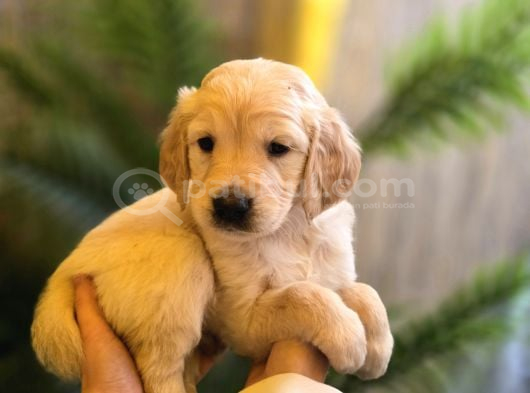 Baby face golden yavrular