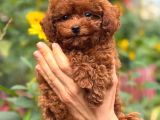 Toy Poodle Sevi̇mli̇ Yavrular Ev Üreti̇mi̇
