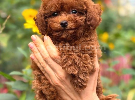 Toy Poodle Sevi̇mli̇ Yavrular Ev Üreti̇mi̇ görsel