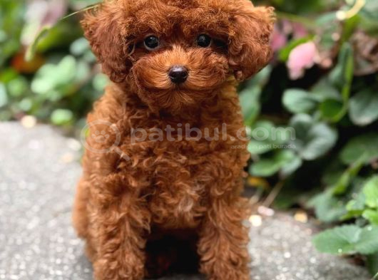 Toy Poodle Sevi̇mli̇ Yavrular Ev Üreti̇mi̇ görsel