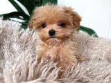 Kahve Tonlu Malti̇poo Ci̇nsi̇ Yavrular