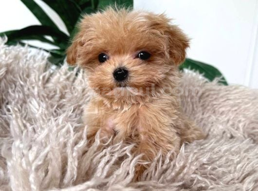 Kahve Tonlu Malti̇poo Ci̇nsi̇ Yavrular görsel