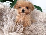 Kahve Tonlu Malti̇poo Ci̇nsi̇ Yavrular