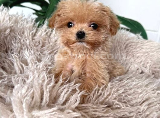 Kahve Tonlu Malti̇poo Ci̇nsi̇ Yavrular görsel