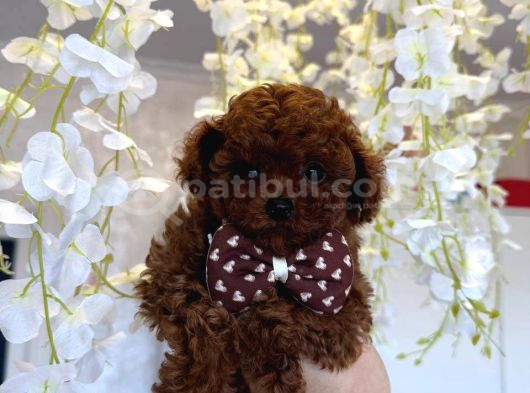 Kipkirmizi Red Toy Poodle Sevi̇mli̇ Yavrular görsel