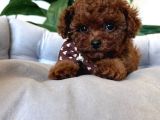Kipkirmizi Red Toy Poodle Sevi̇mli̇ Yavrular
