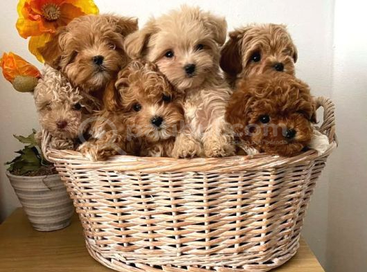 Malti̇poo Ci̇nsi̇ Yavrular Ev Üreti̇mi̇ görsel