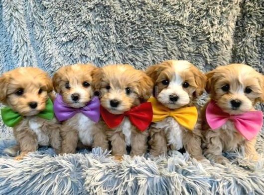 Malti̇poo Ci̇nsi̇ Yavrular Ev Üreti̇mi̇ görsel