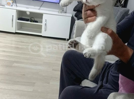 Beyaz Ve Golden Eğik Kulaklı Tatlı Yavrularım görsel