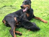 A Kali̇te Doberman Yavrulari