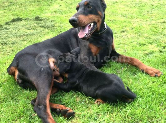 A Kali̇te Doberman Yavrulari görsel