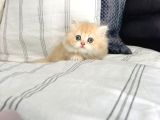 Üst Kalite Golden Ve Beyaz Kodlu Uzun Tüylü Yavrularım