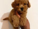 Toy Poodle