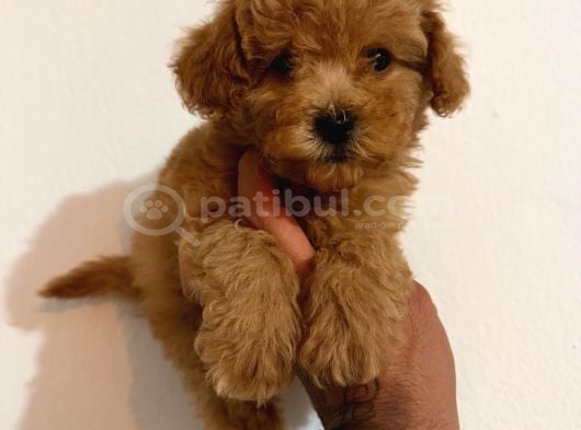 Toy Poodle görsel