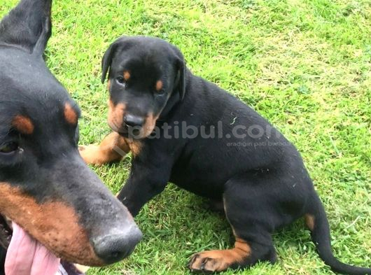 A Kali̇te Doberman Yavrulari görsel