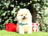 Pomeranian Boo En Mini Bebekler