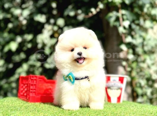 Pomeranian Boo En Mini Bebekler görsel
