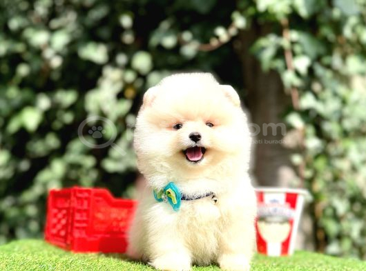 Pomeranian Boo En Mini Bebekler görsel