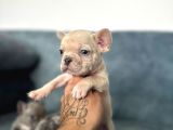 French Buldog Yavrularım A Kalite