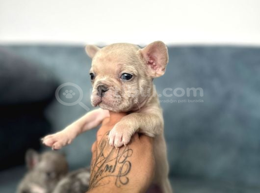 French Buldog Yavrularım A Kalite görsel
