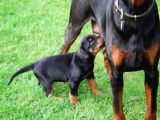 A Kali̇te Doberman Yavrulari