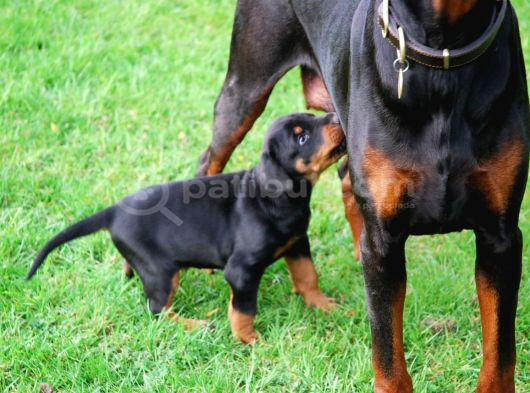 A Kali̇te Doberman Yavrulari görsel