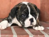 A Kalite İngiliz Bulldog Bebek