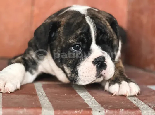 A Kalite İngiliz Bulldog Bebek görsel