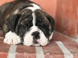 A Kalite İngiliz Bulldog Bebek