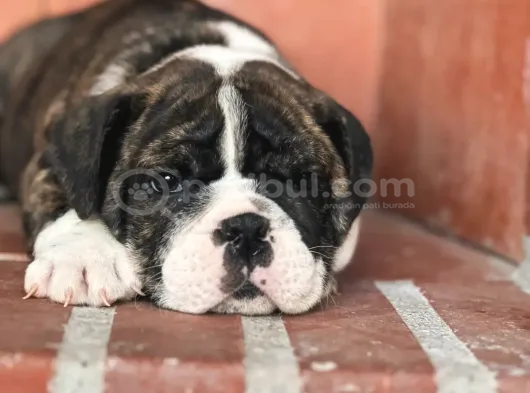 A Kalite İngiliz Bulldog Bebek görsel