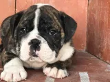 A Kalite İngiliz Bulldog Bebek