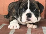 A Kalite İngiliz Bulldog Bebek