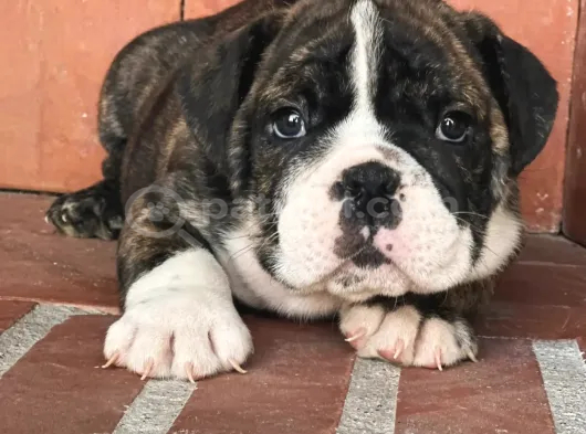A Kalite İngiliz Bulldog Bebek görsel