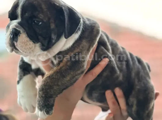 A kalite İngiliz bulldog bebek