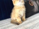 Beyaz Ve Golden Cins Dik Kulak Yavrularım