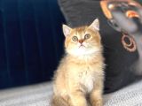 Beyaz Ve Golden Cins Dik Kulak Yavrularım
