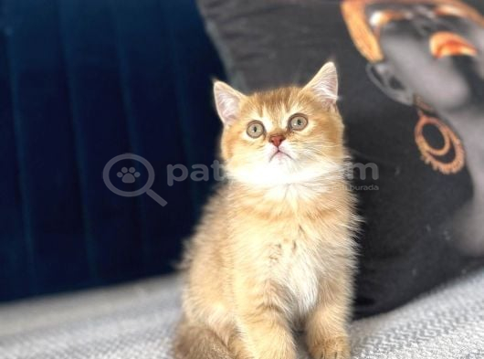 Beyaz Ve Golden Cins Dik Kulak Yavrularım görsel