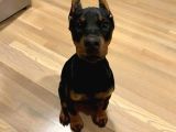 Doberman Estetikli Yavrularımız