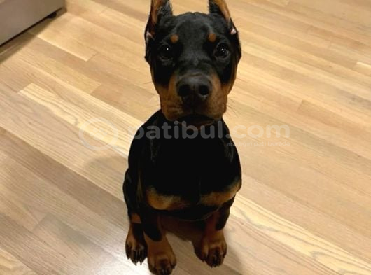 Doberman Estetikli Yavrularımız