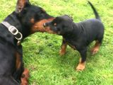 A Kali̇te Doberman Yavrulari