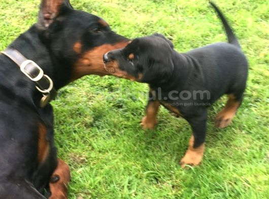 A KALİTE DOBERMAN YAVRULARI
