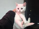 Minnoşlarım Teslime Hazır