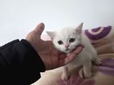 Minnoşlarım Teslime Hazır