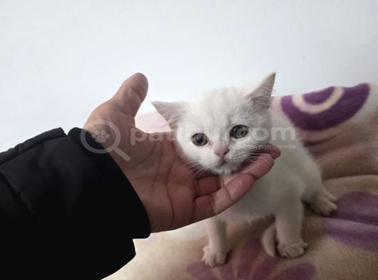 Minnoşlarım Teslime Hazır görsel