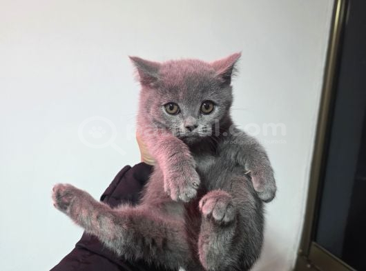 Minnoşlarım Teslime Hazır görsel