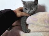 Minnoşlarım Teslime Hazır