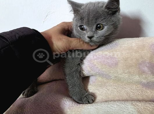 Minnoşlarım Teslime Hazır görsel