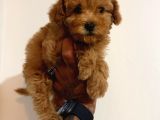 Toy Poodle