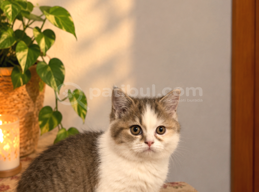 British Shorthair Uygun Yavru