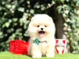 Pomeranian Boo En Mini Bebekler